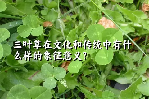 三叶草在文化和传统中有什么样的象征意义？