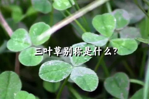 三叶草别称是什么？