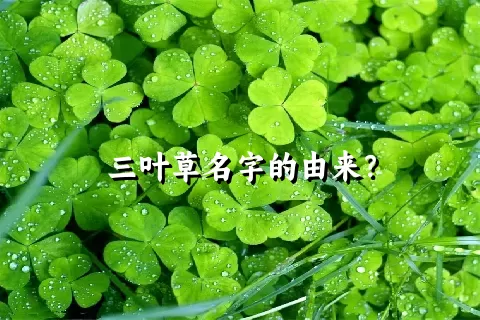 三叶草名字的由来？