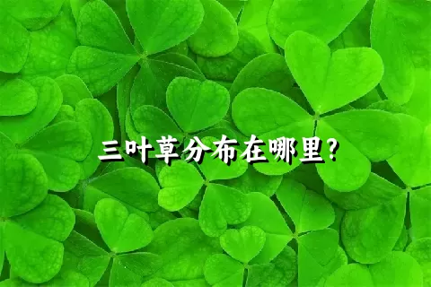 三叶草分布在哪里?