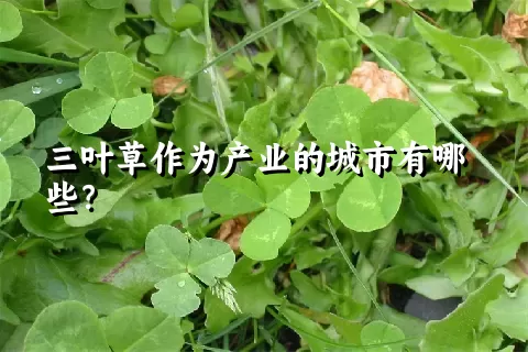 三叶草作为产业的城市有哪些？