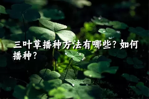 三叶草播种方法有哪些？如何播种？