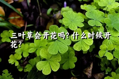 三叶草会开花吗？什么时候开花？