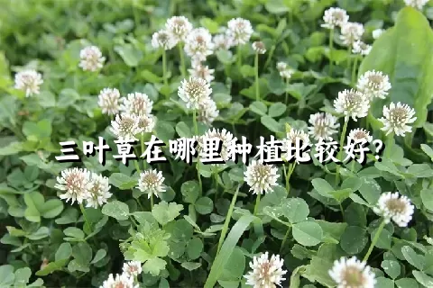 三叶草在哪里种植比较好？