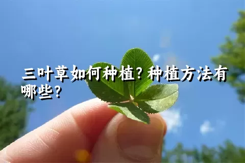 三叶草如何种植？种植方法有哪些？