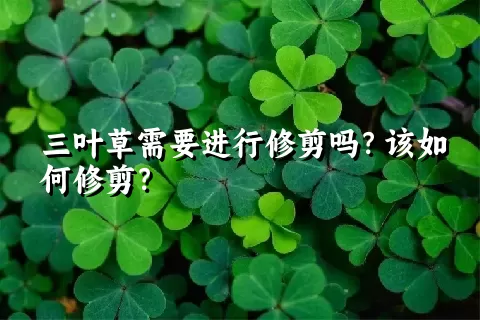 三叶草需要进行修剪吗？该如何修剪？