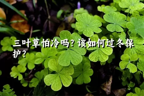 三叶草怕冷吗？该如何过冬保护？