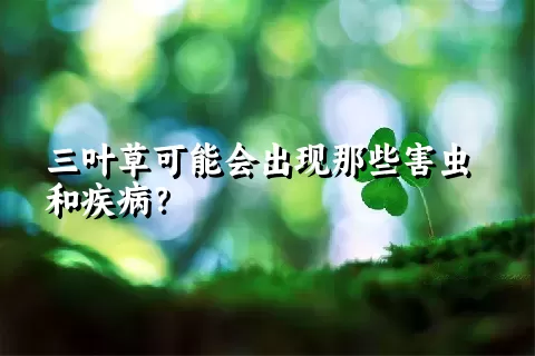 三叶草可能会出现那些害虫和疾病？