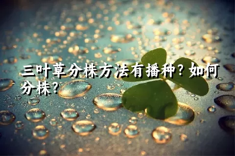 三叶草分株方法有播种？如何分株？