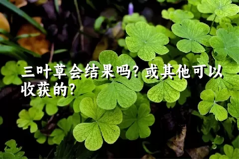 三叶草会结果吗？或其他可以收获的？