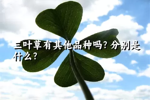 三叶草有其他品种吗？分别是什么？