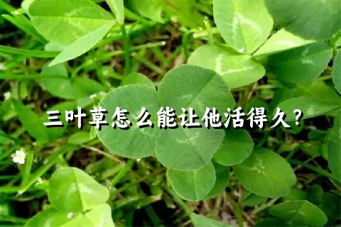 三叶草怎么能让他活得久？