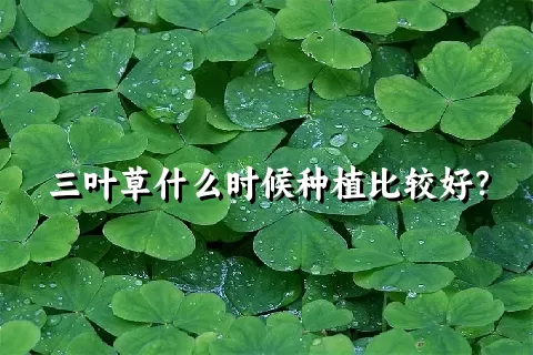 三叶草什么时候种植比较好？