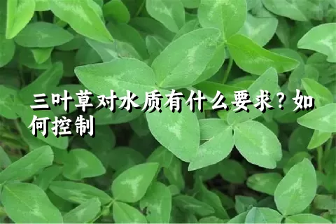 三叶草对水质有什么要求？如何控制