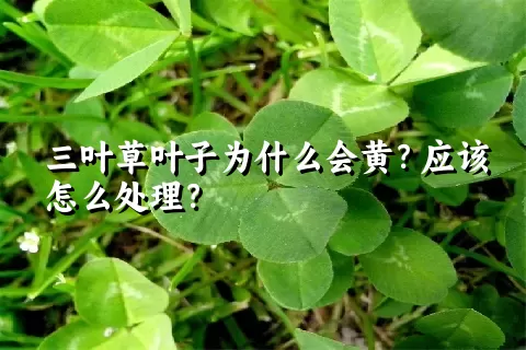 三叶草叶子为什么会黄？应该怎么处理？