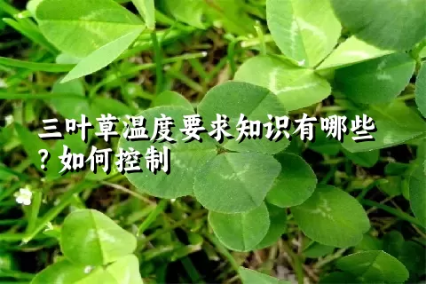 三叶草温度要求知识有哪些？如何控制