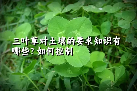 三叶草对土壤的要求知识有哪些？如何控制