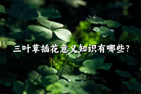 三叶草插花意义知识有哪些？