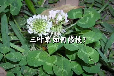 三叶草如何修枝？