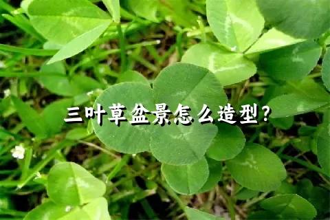 三叶草盆景怎么造型？