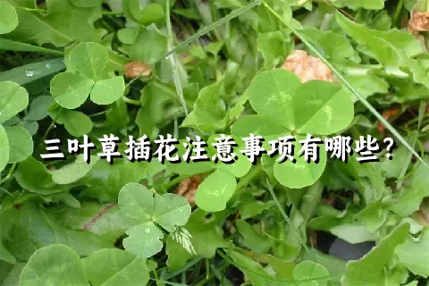 三叶草插花注意事项有哪些？