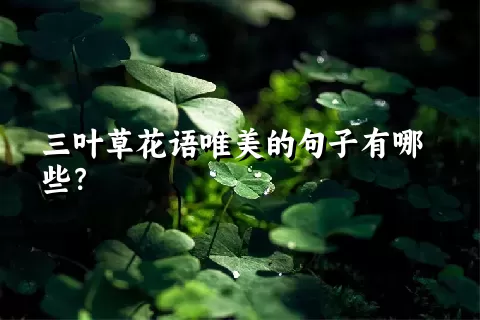 三叶草花语唯美的句子有哪些？