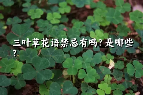 三叶草花语禁忌有吗？是哪些？