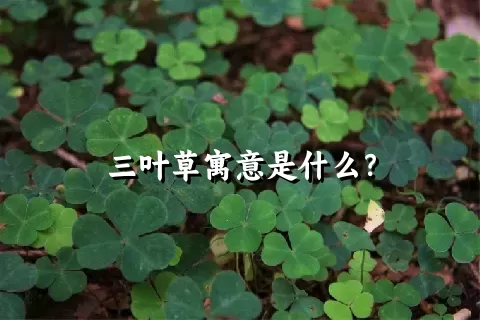 三叶草寓意是什么？