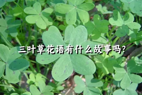 三叶草花语有什么故事吗？