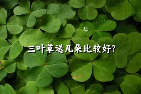 三叶草送几朵比较好？