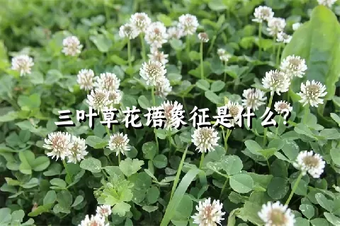 三叶草花语象征是什么？