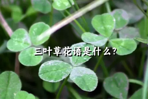 三叶草花语是什么？