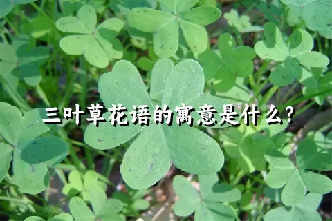 三叶草花语的寓意是什么？