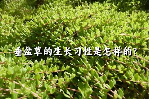 垂盆草的生长习性是怎样的？