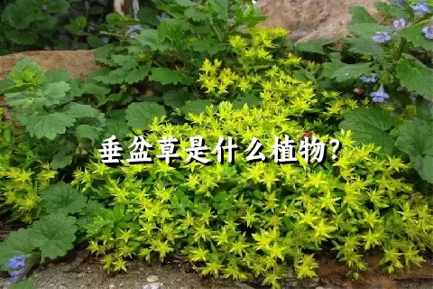 垂盆草是什么植物？