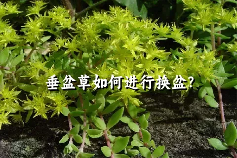 垂盆草如何进行换盆？