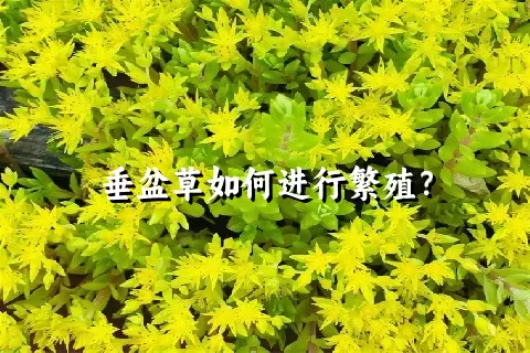 垂盆草如何进行繁殖？