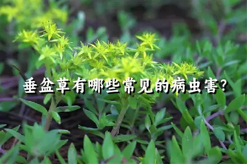 垂盆草有哪些常见的病虫害？