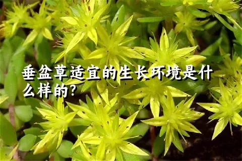 垂盆草适宜的生长环境是什么样的？