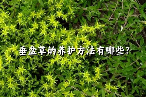 垂盆草的养护方法有哪些？