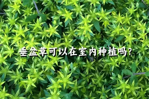 垂盆草可以在室内种植吗？