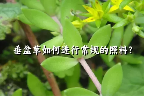 垂盆草如何进行常规的照料？