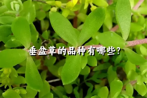 垂盆草的品种有哪些？