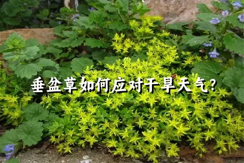 垂盆草如何应对干旱天气？