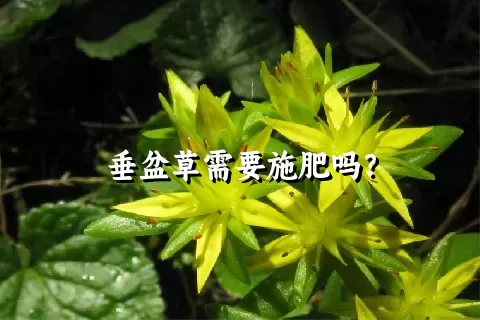 垂盆草需要施肥吗？