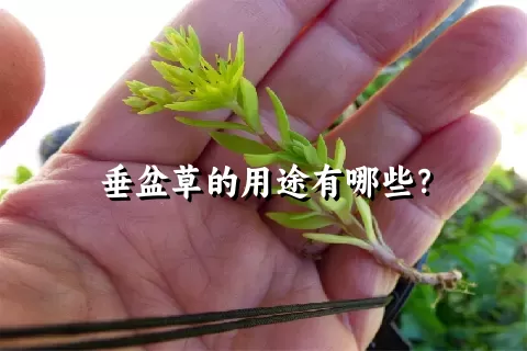 垂盆草的用途有哪些？