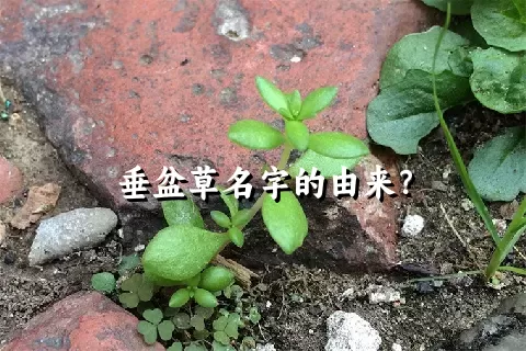 垂盆草名字的由来？