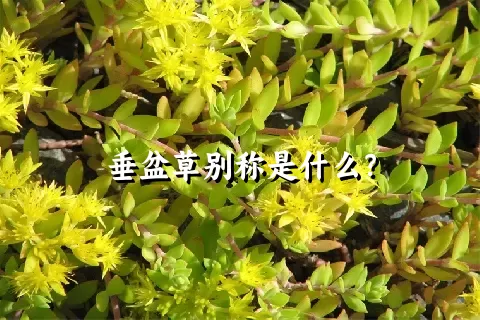 垂盆草别称是什么？