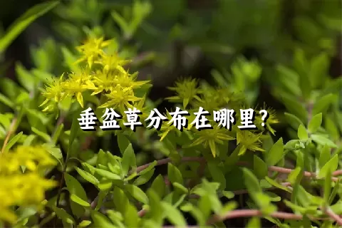 垂盆草分布在哪里?