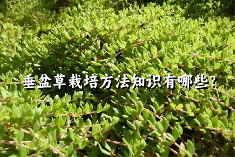 垂盆草栽培方法知识有哪些？